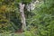 Dead tree by Footpath in woodland