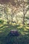 Dead tree foreground with background of image Forest in the mor