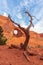 Dead Tree in front of The Ear of The Wind in Monument Valley