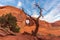 Dead Tree in front of The Ear of The Wind in Monument Valley