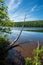 Dead tree growing over the clear waters of Lake Fanny Hooe