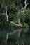 Dead Tree Hanging near the Spring Head at Rainbow Springs