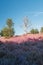 Dead tree in the heather fields in the Veluwe National Park during sunset