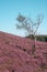 Dead tree in the heather fields in the Veluwe National Park during sunset