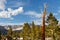 Dead Tree in High Sierra