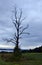 Dead tree on hill at sunset overlooking distant lake