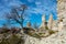 A dead tree inside a ruined castle