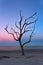 Dead Tree on Jekyll Island