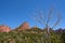 Dead Tree Kolob Canyons Zion