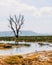 Dead tree at Lake Nakuru, Kenya