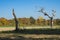 Dead tree in landscape, Wiesloch, Germany. On route called Fachwerkstrasse