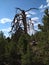 Dead tree lightning tall nature