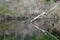 A Dead Tree Limb Reflected in the Water