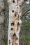 Dead tree with many holes