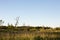 Dead tree marsh field sunset sky