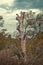 Dead tree in the middle of an autumn forest during a cloudy day