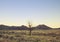 Dead tree in the middle of steppe sunset