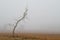 Dead tree on misty desolate field in autumn