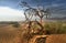 Dead tree in the Mojave desert - Death Valley California