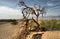 Dead tree in the Mojave desert - Death Valley California