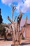 Dead tree in monastery Arkadi