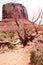 Dead tree in the Monument Valley National Park, USA