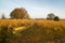 Dead tree in moorland