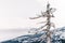 A dead tree in a mountain landscape, Giant Mountains, Poland