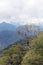 Dead tree on mountainous rainforest