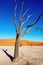 Dead tree, Namib Desert, Namibia