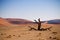 Dead tree in Namibian desert