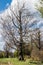 Dead tree near the forest