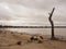 Dead tree next to a salt lake, Western Australia