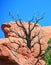 A dead tree that once grew out solid rock in the desert climate