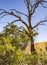 A dead tree is part of the scenery in Arizona.