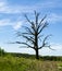 Dead Tree in the Prairie