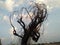 Dead tree in the rajasthan Desert.