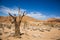 Dead tree in Richtersveld