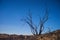 Dead Tree on Ridge