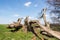 Dead tree ruins on a hillslope of the Chilterns seen on a sunny day - 1