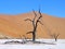 Dead tree in salt basin