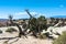 Dead tree in San Rafael Swell, Utah