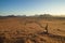 Dead tree in the sand at sunset, Wadi Rum, Jordan Desert