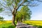 Dead tree at the seashore of the chalk cliffs of Ruegen, Germany