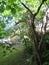 Dead tree in shady back garden