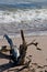 Dead tree at the shore