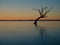 Dead tree silhouette against an orange and blue dawn sky, Lake Bonney, South Australia