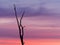 Dead tree silhouette against a purple and pink dawn sky, Loch Luna Game Reserve, South Australia