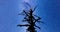 Dead tree silhouette Milky Way 4k timelapse