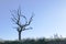 Dead tree silhouette shape against clear empty blue sky in summer sun